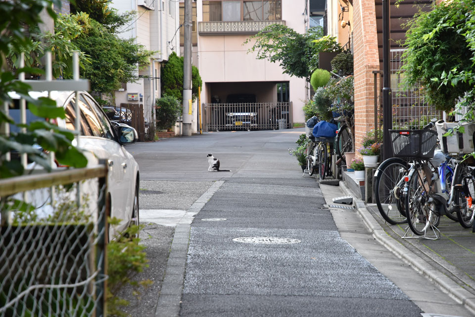 猫