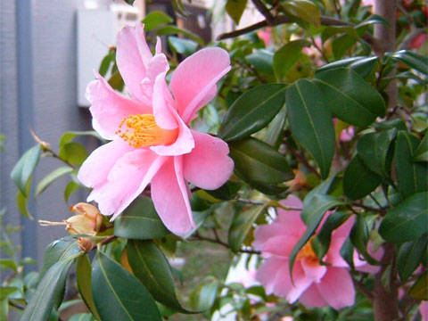 椿