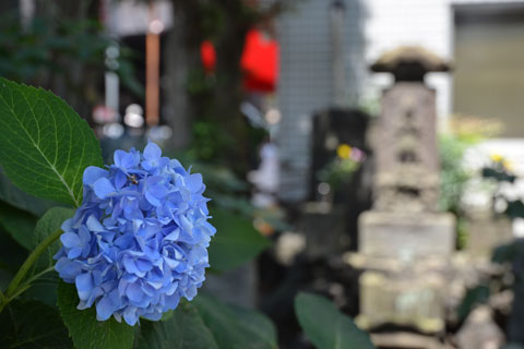 アジサイ