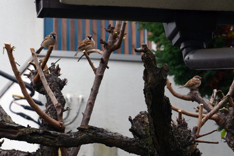 雀のなる木