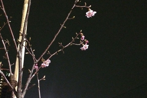 夜桜見物