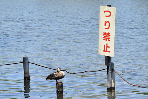つり禁止