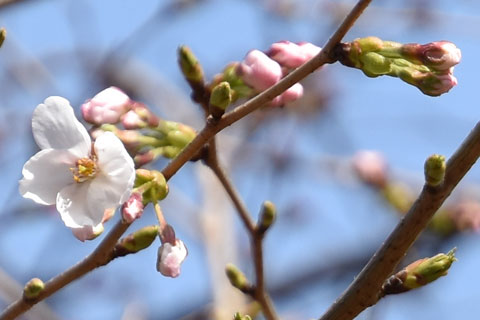 桜