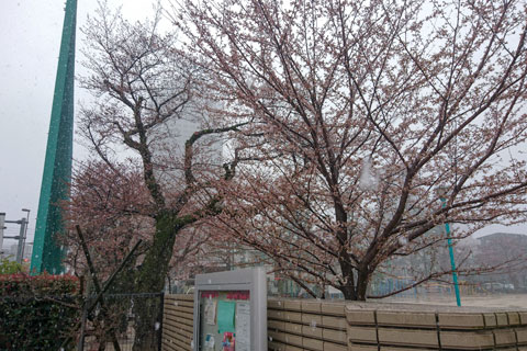 桜に雪