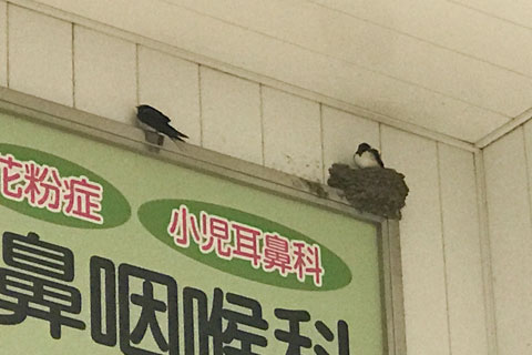 巣立ち間近？