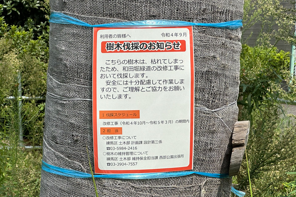 伐採