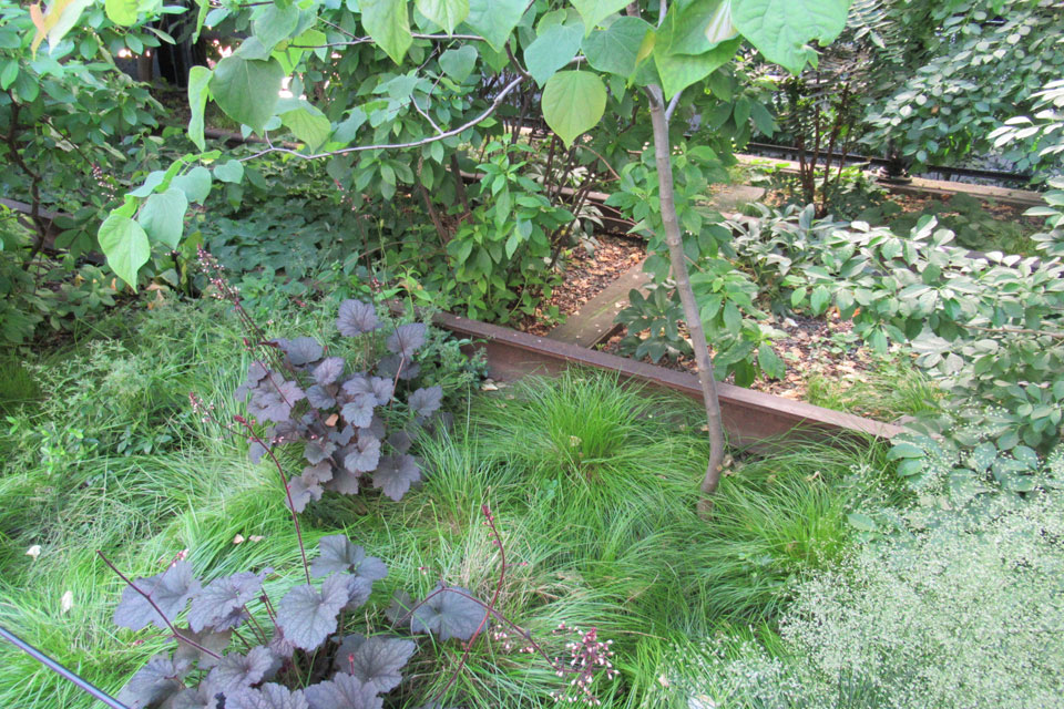 野草