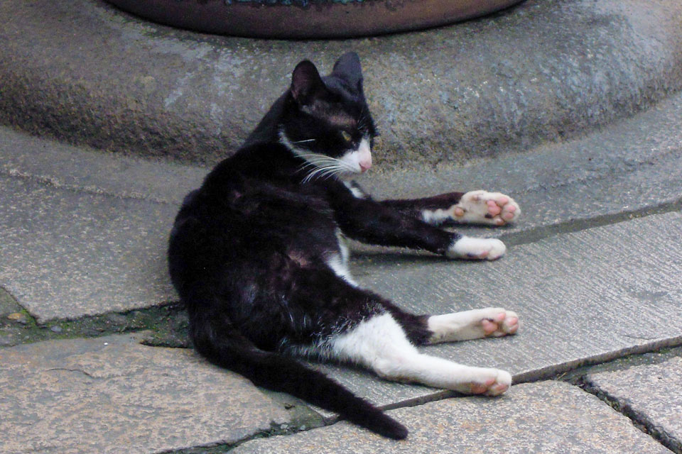 豫園猫
