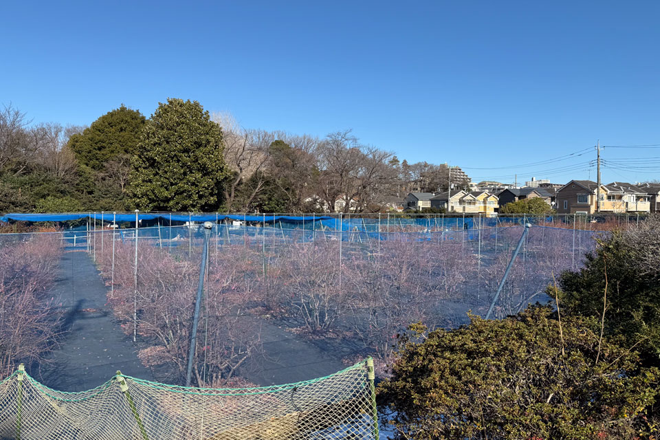 ブルーベリー園