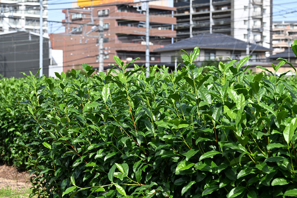 茶畑