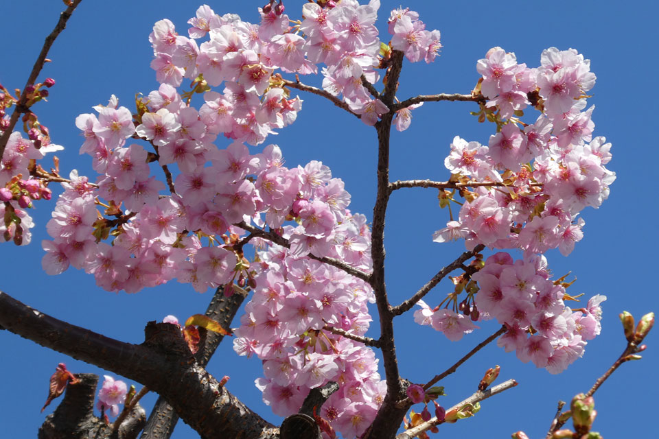 河津桜